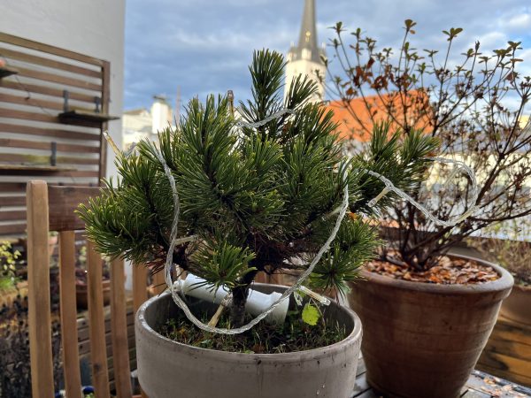 نمونه عکس دوربین آیفون 13