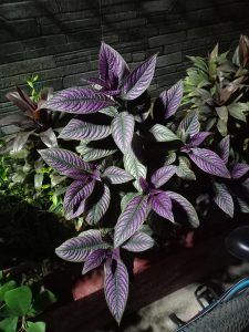 نمونه عکس دوربین گلکسی m22 2