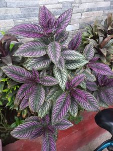 نمونه عکس دوربین گلکسی m22 7