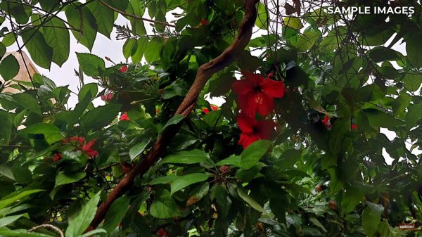 نمونه عکس دوربین A03 Core