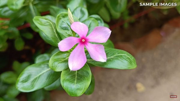 نمونه عکس دوربین A03 Core 3