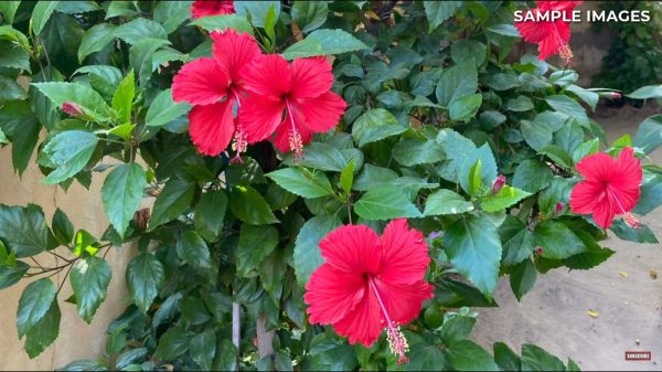 نمونه عکس دوربین A03 Core 4