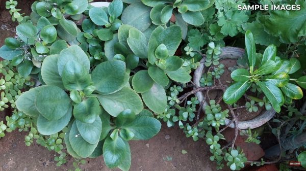 نمونه عکس دوربین A03 Core 5