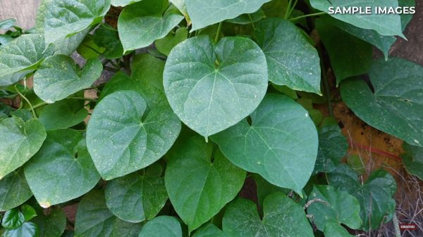 نمونه عکس دوربین A03 Core 6