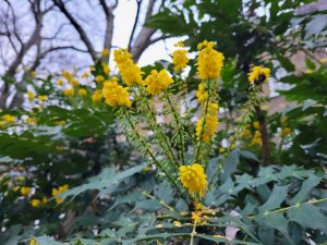 نمونه عکس دوربین S21 FE 4