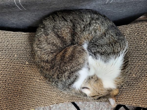 نمونه عکس دوربین S21 FE سامسونگ 5