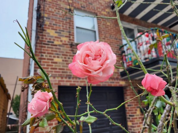 نمونه عکس دوربین S21 FE سامسونگ 7