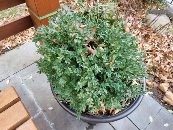 نمونه عکس دوربین S21 FE سامسونگ 2