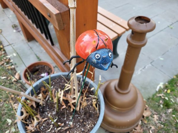 نمونه عکس دوربین S21 FE سامسونگ 4