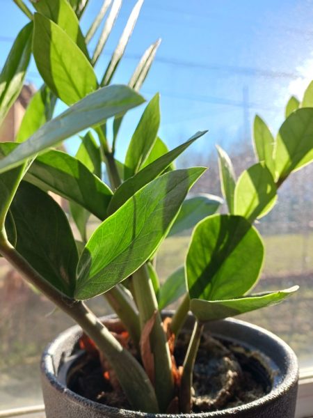 نمونه عکس دوربین Galaxy A13 5G 11