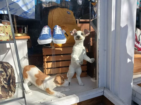 نمونه عکس دوربین Galaxy A13 5G 3