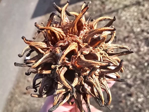 نمونه عکس دوربین Galaxy A13 5G 2