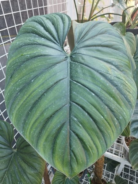 نمونه عکس دوربین ردمی نوت 11 پرو 5G 6