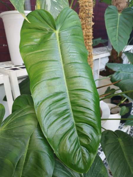 نمونه عکس دوربین ردمی نوت 11 پرو 5G 4