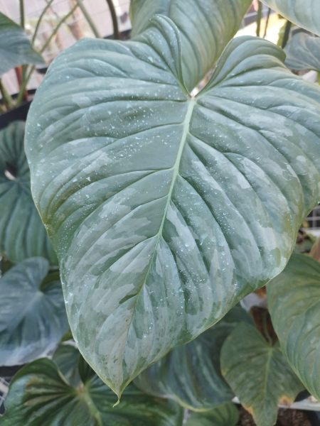 نمونه عکس دوربین ردمی نوت 11 پرو 5G 3