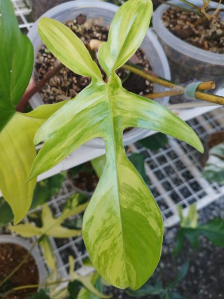 نمونه عکس دوربین ردمی نوت 11 پرو 5G 2