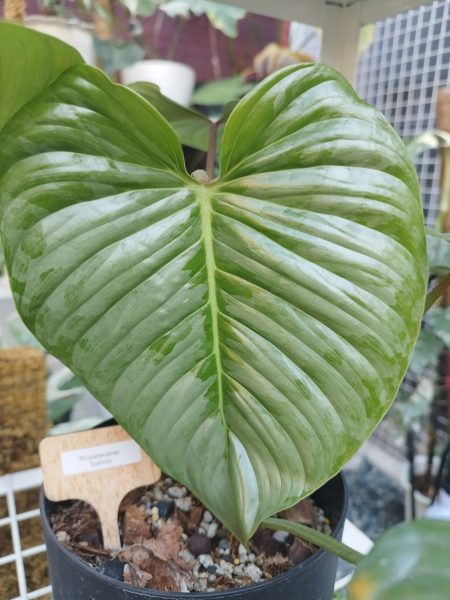 نمونه عکس دوربین ردمی نوت 11 پرو 5G