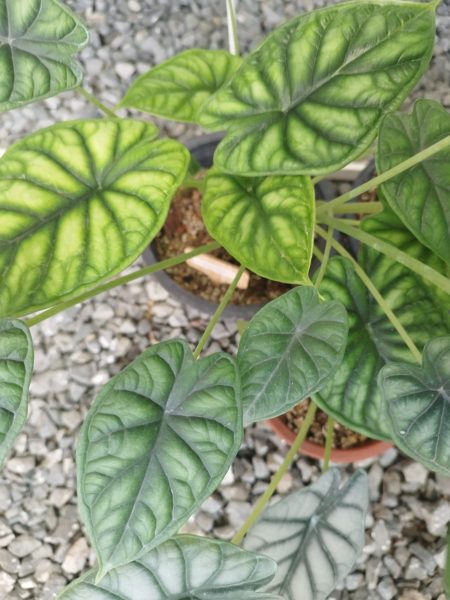 نمونه عکس دوربین ردمی نوت 11 پرو 5G 5