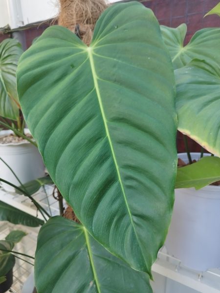 نمونه عکس دوربین ردمی نوت 11 پرو 5G 8