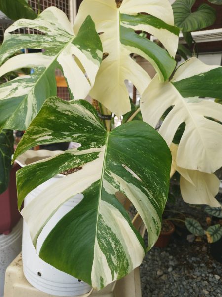 نمونه عکس دوربین ردمی نوت 11 پرو 5G 7