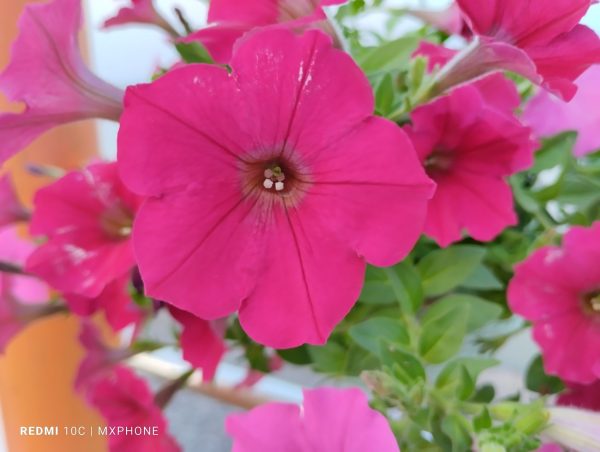 نمونه عکس دوربین ردمی 10C 14