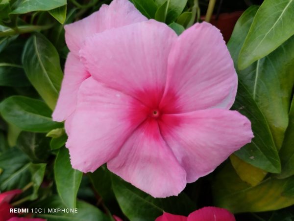 نمونه عکس دوربین ردمی 10C 15