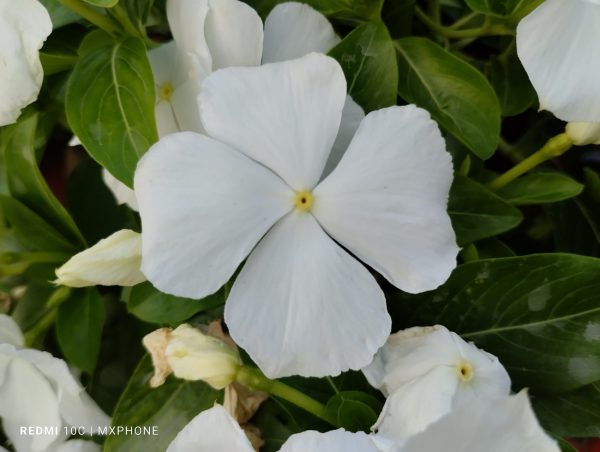 نمونه عکس دوربین ردمی 10C 16