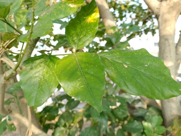 نمونه عکس دوربین ریلمی C35 6