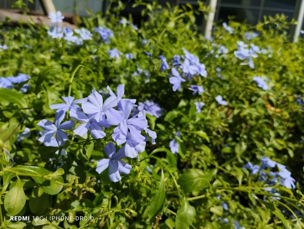 نمونه عکس دوربین ردمی 10C شیائومی 9