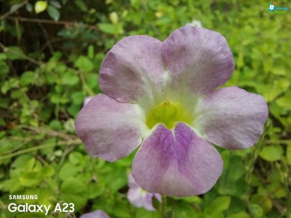 نمونه عکس دوربین ماکرو A23