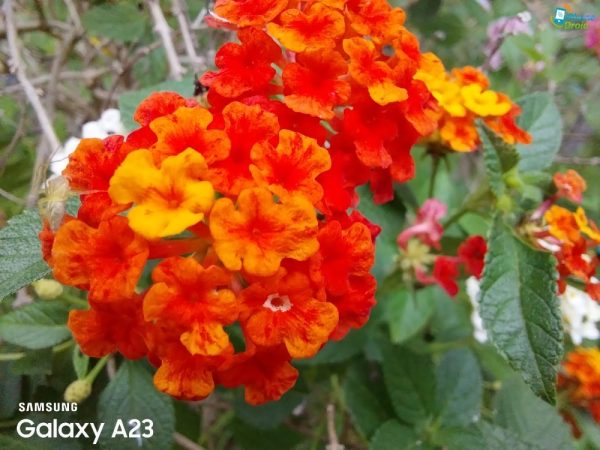 نمونه عکس دوربین ماکرو A23