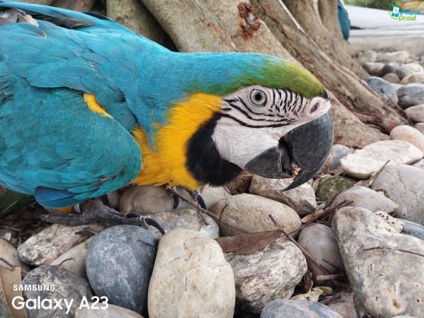 نمونه عکس دوربین A23