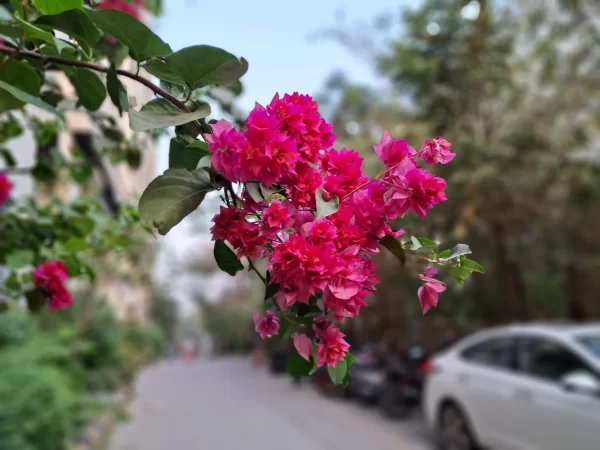 نمونه عکس دوربین گوشی سامسونگ m33