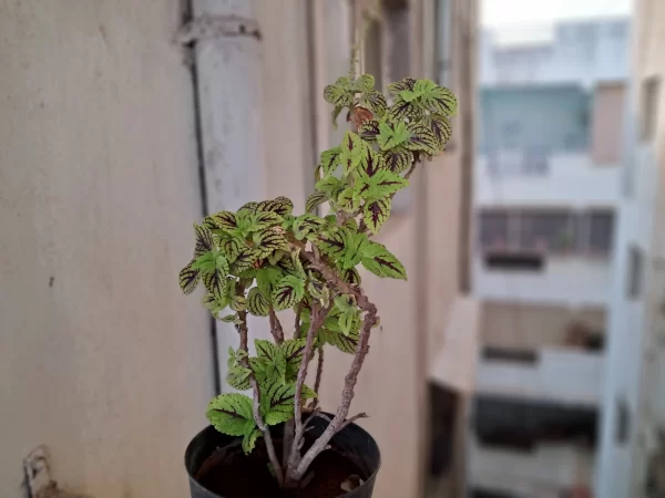 نمونه عکس دوربین گوشی سامسونگ m33