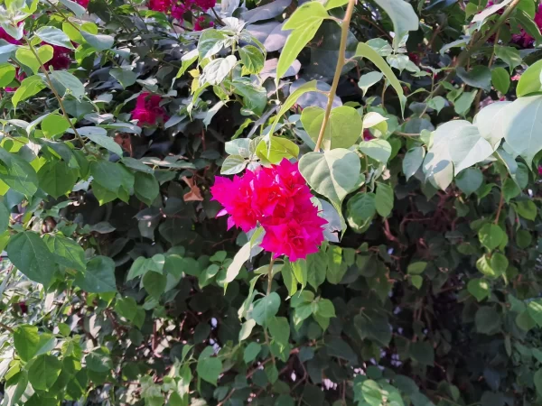 نمونه عکس دوربین گوشی سامسونگ m33