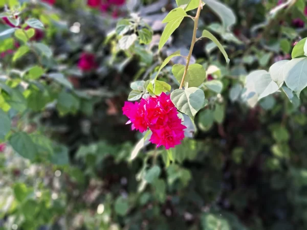 نمونه عکس دوربین گوشی سامسونگ m33