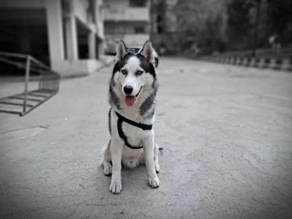 نمونه عکس دوربین گوشی سامسونگ m33