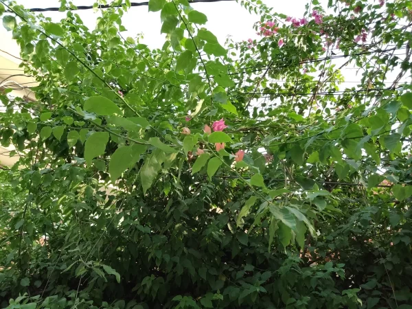 نمونه عکس دوربین گوشی ریلمی C31