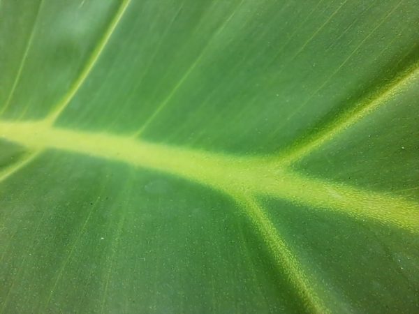 دوربین ماکرو سامسونگ M33