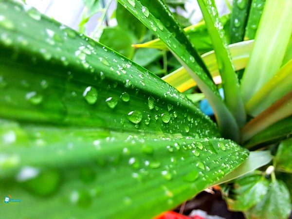 دوربین ماکرو سامسونگ M33