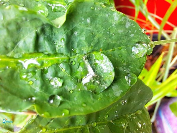 دوربین ماکرو سامسونگ M33