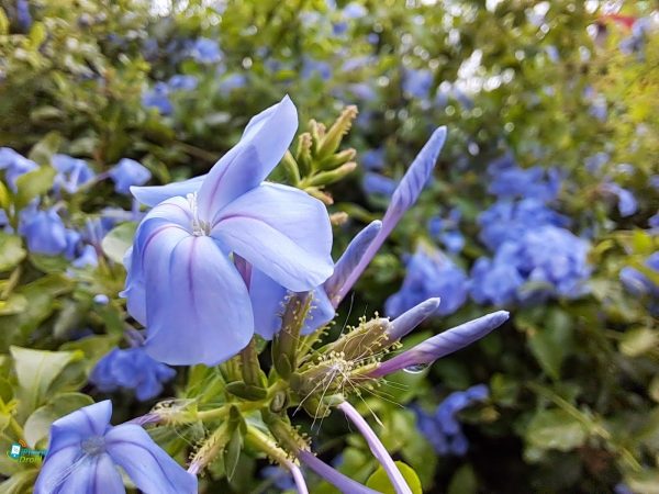 دوربین ماکرو سامسونگ M33