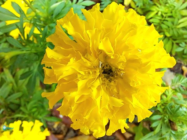 دوربین ماکرو سامسونگ M33