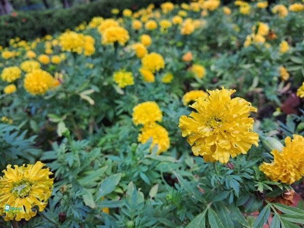 نمونه عکس دوربین گلکسی M33