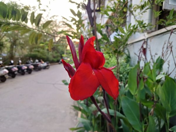 نمونه عکس دوربین گلکسی M53 5G