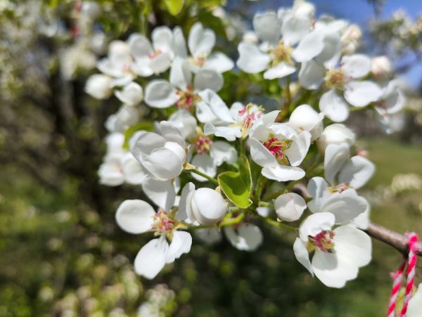 نمونه عکس دوربین poco f4 gt