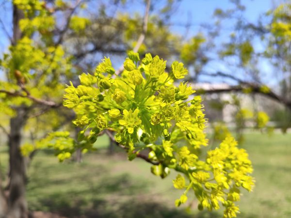 نمونه عکس دوربین poco f4 gt