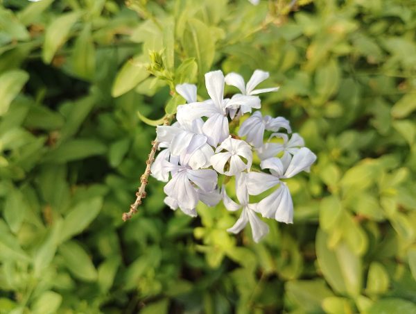 نمونه عکس دوربین Poco M4 5G