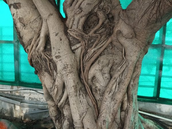 نمونه عکس دوربین Poco M4 5G