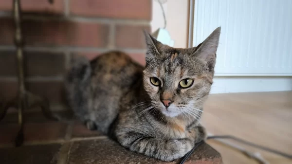 نمونه عکس دوربین Poco X4 GT